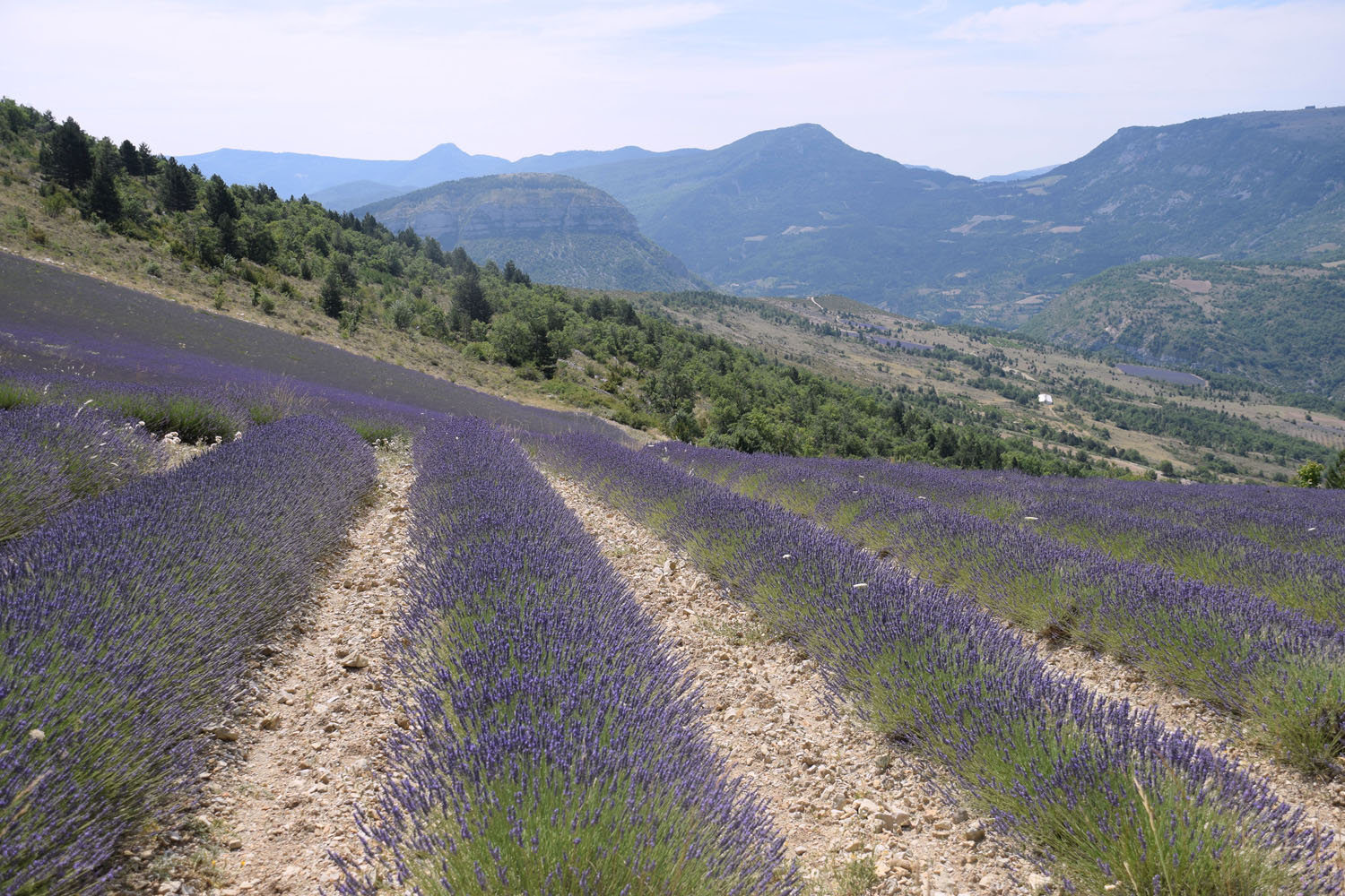 Le Secret des Traditions - D�coration Olfactive / Dr�me (FRANCE)
